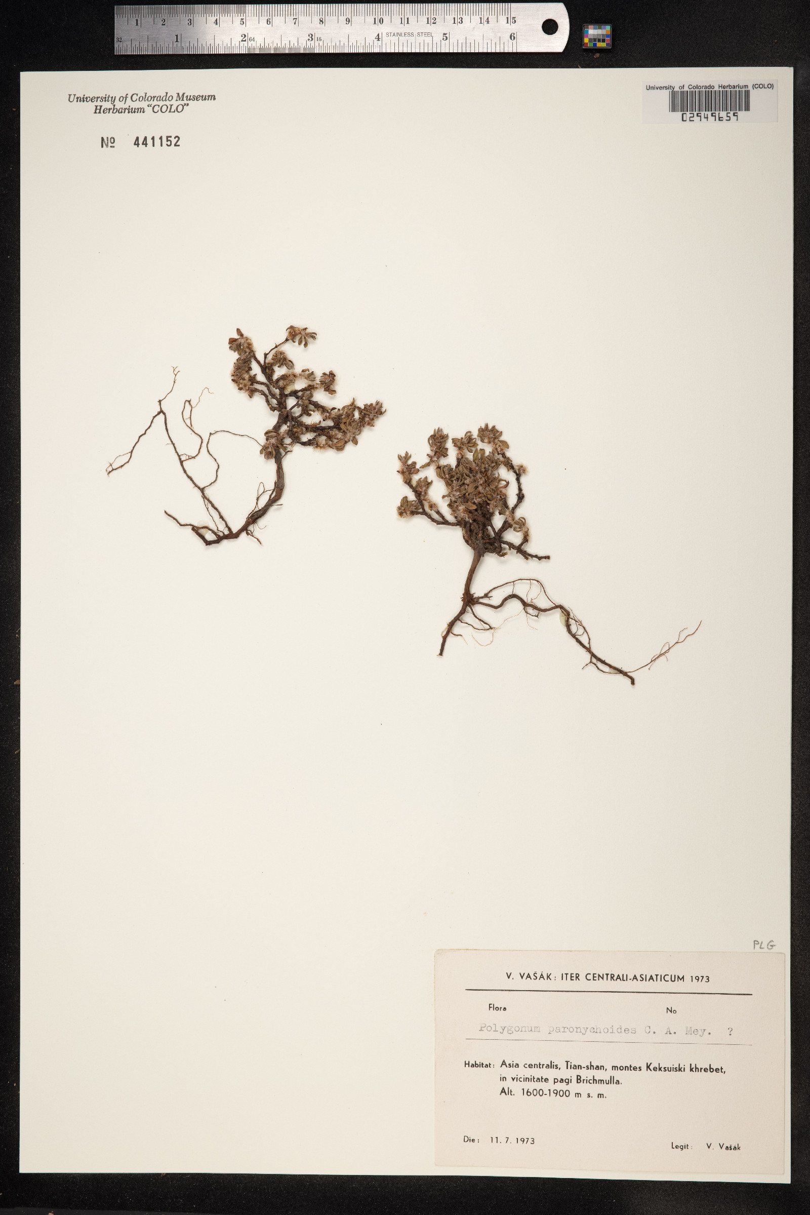 Polygonum paronychioides image