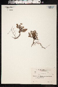 Polygonum paronychioides image