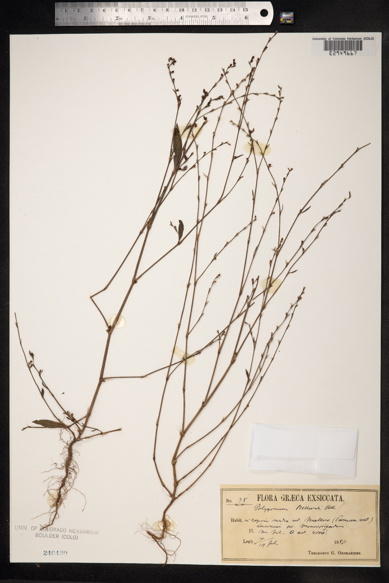 Polygonum ramosissimum image