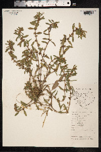 Polygonum aviculare ssp. depressum image