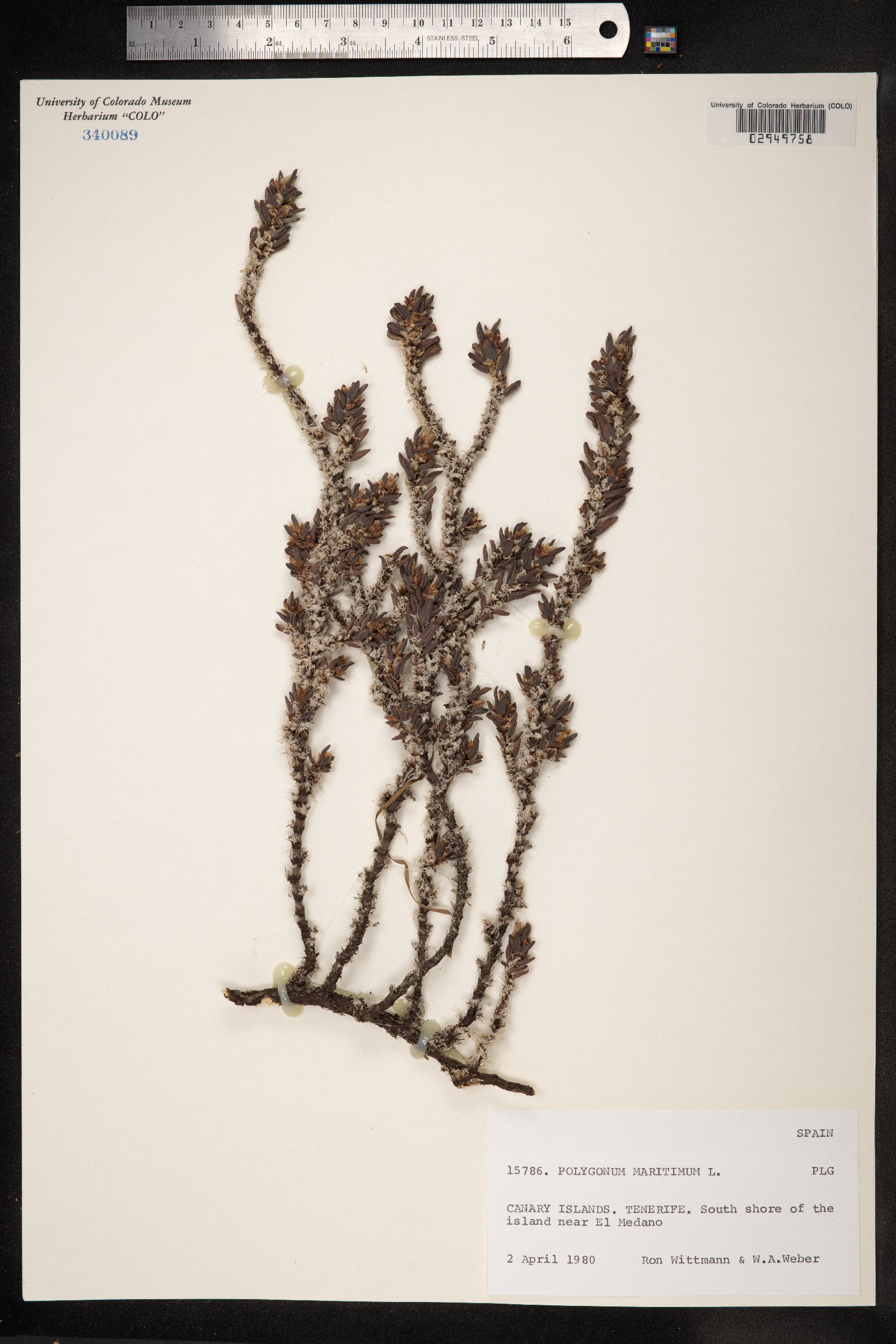 Polygonum glaucum image