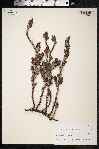 Polygonum glaucum image