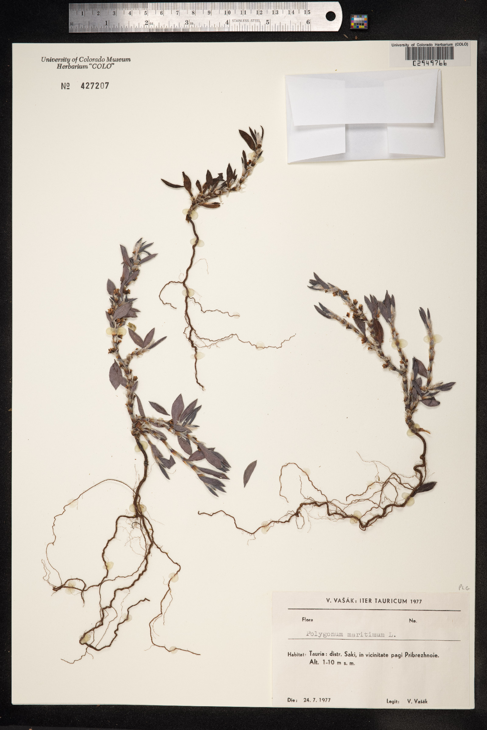 Polygonum glaucum image