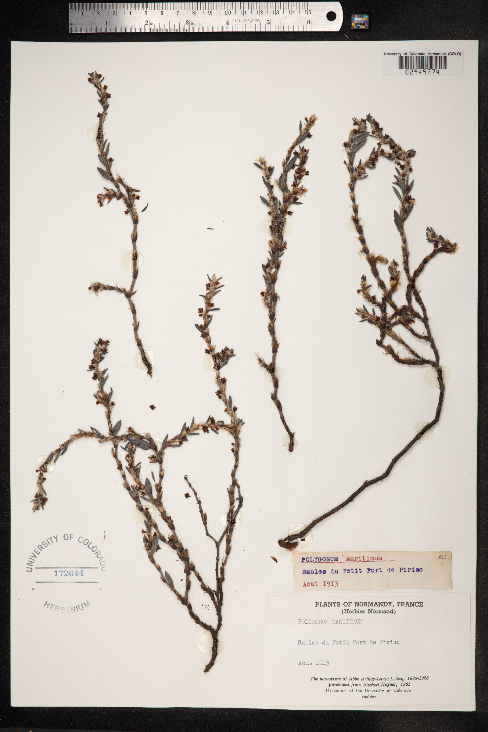 Polygonum glaucum image