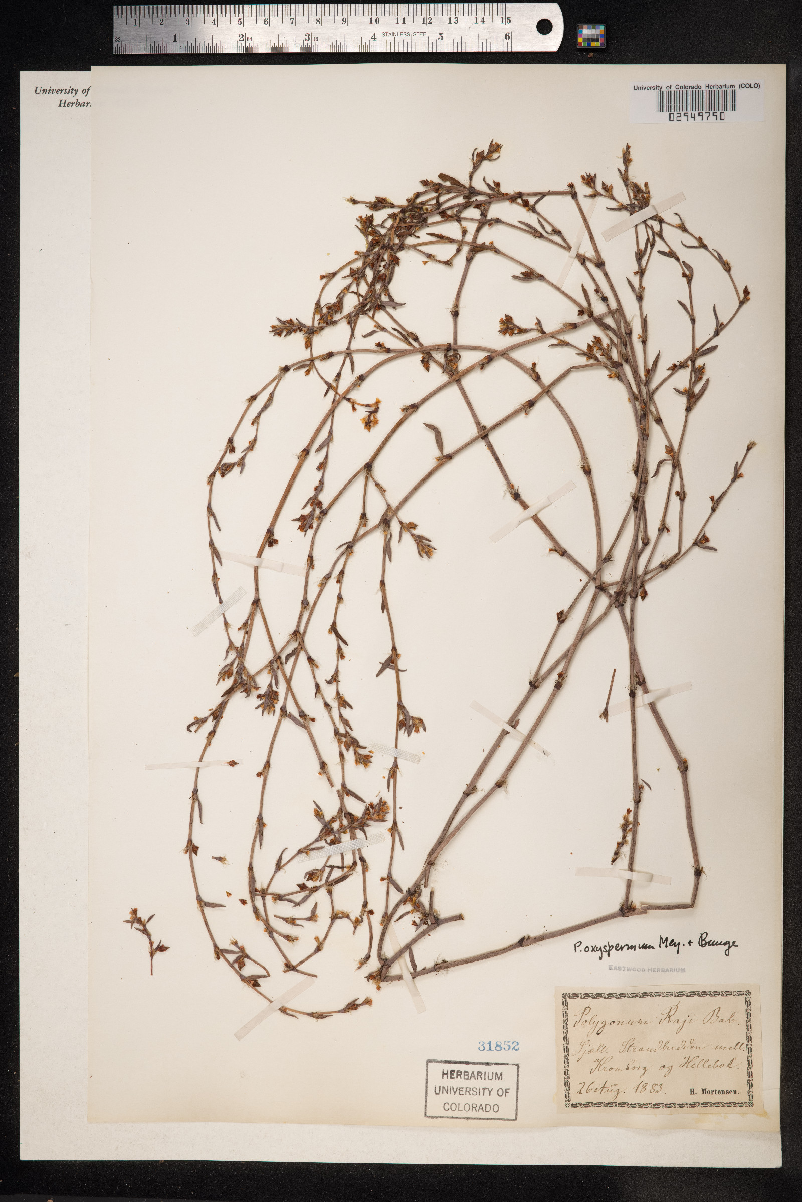 Polygonum oxyspermum image