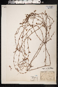 Polygonum oxyspermum image