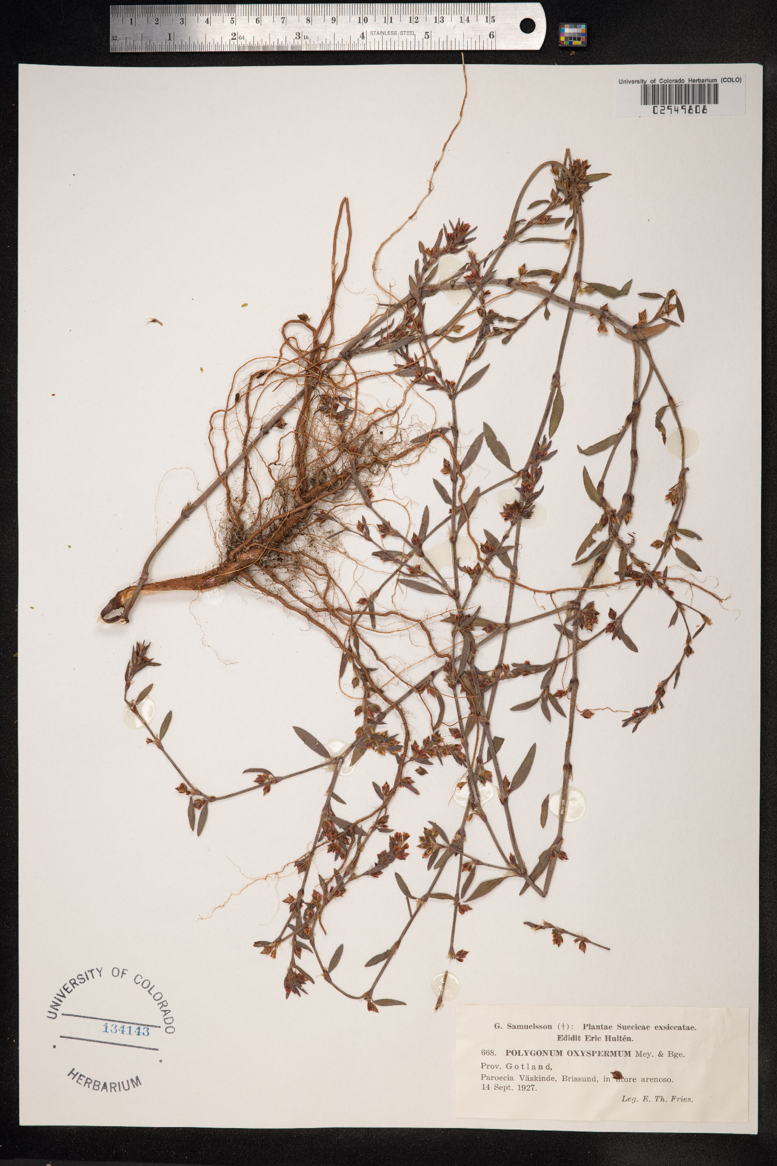 Polygonum oxyspermum image