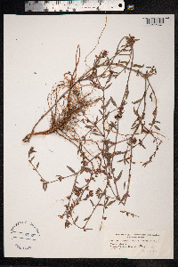 Polygonum oxyspermum image