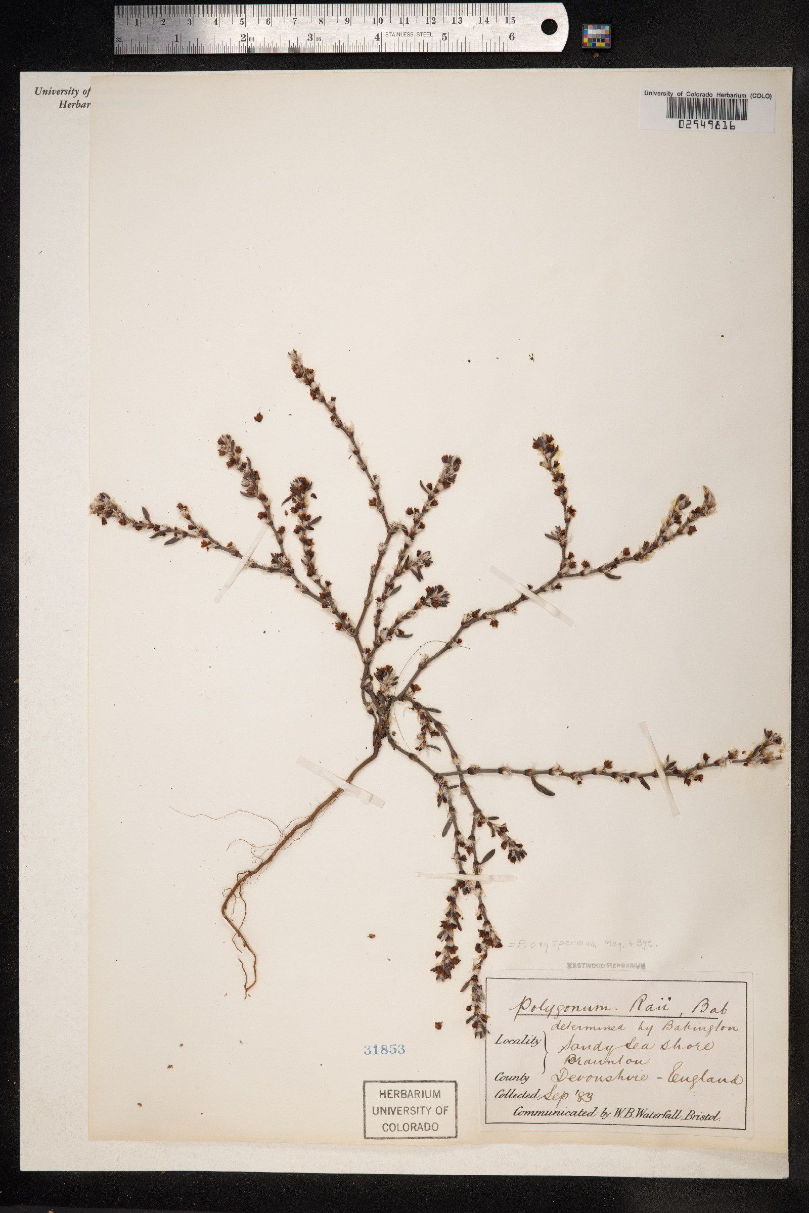 Polygonum oxyspermum image