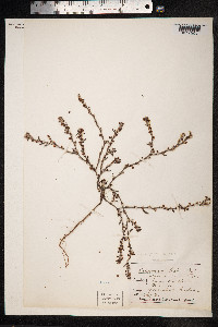 Polygonum oxyspermum image