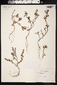Polygonum oxyspermum image