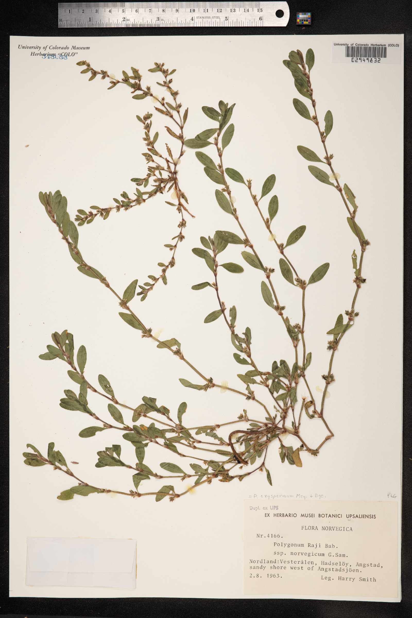 Polygonum oxyspermum image