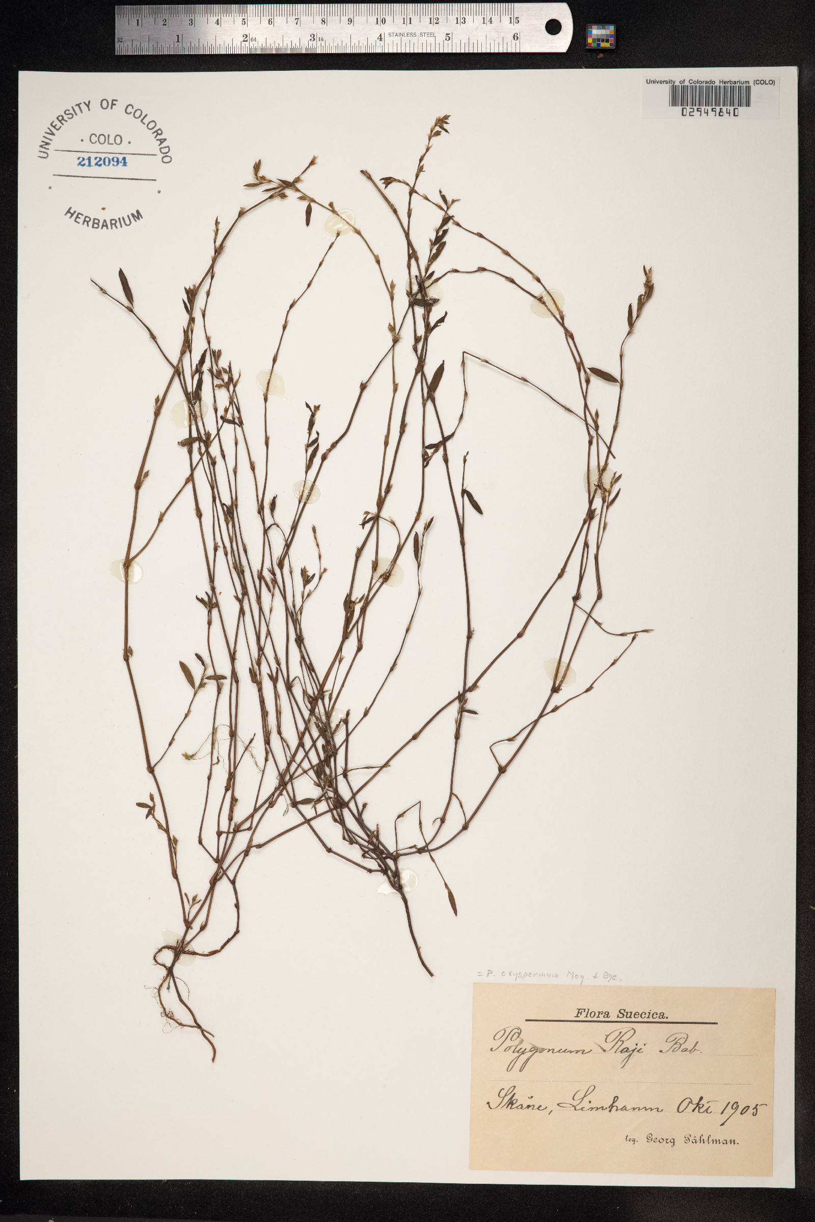 Polygonum oxyspermum image