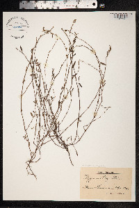 Polygonum oxyspermum image