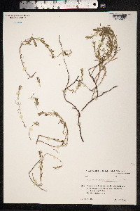 Polygonum paronychioides image