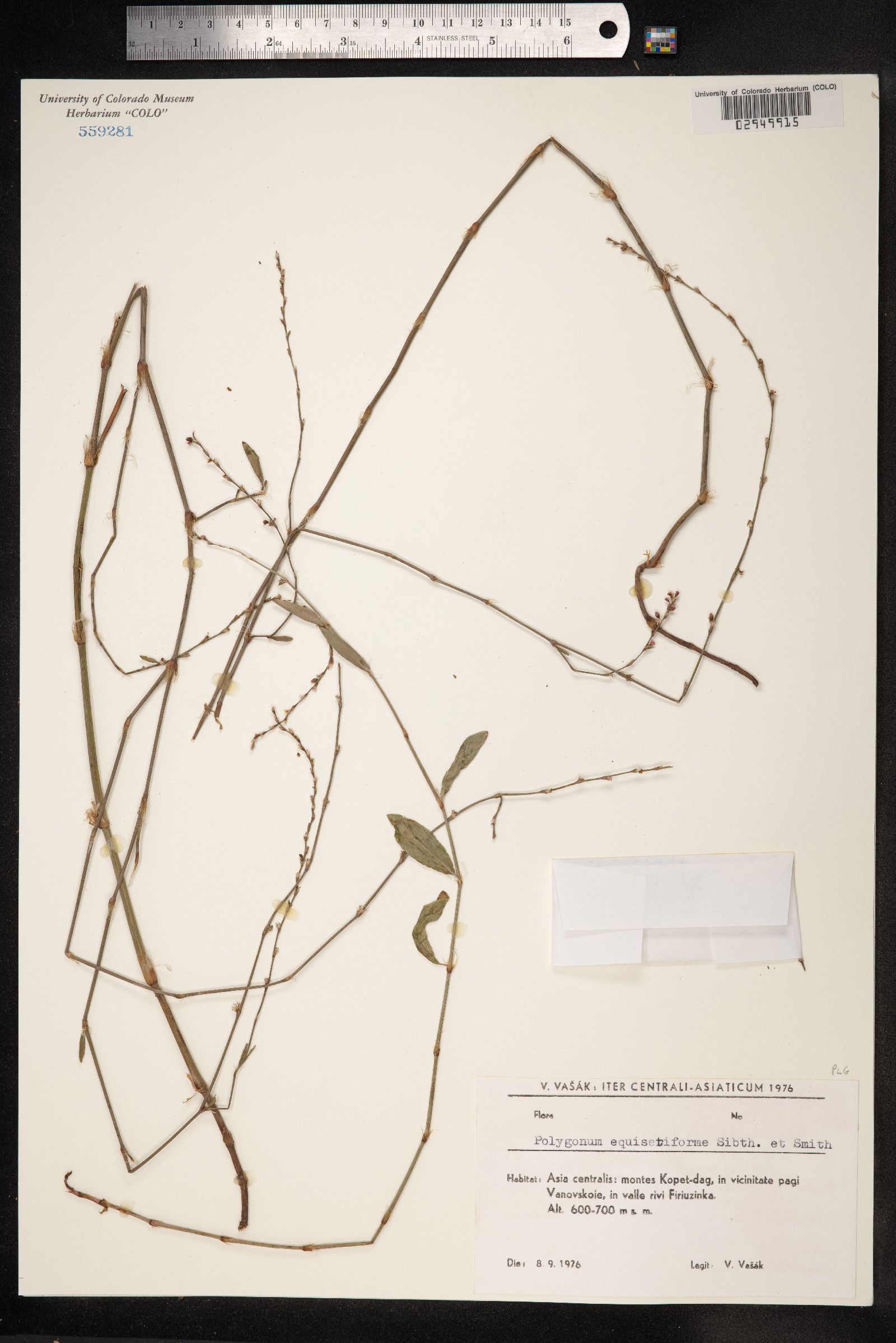 Polygonum equisetiforme image