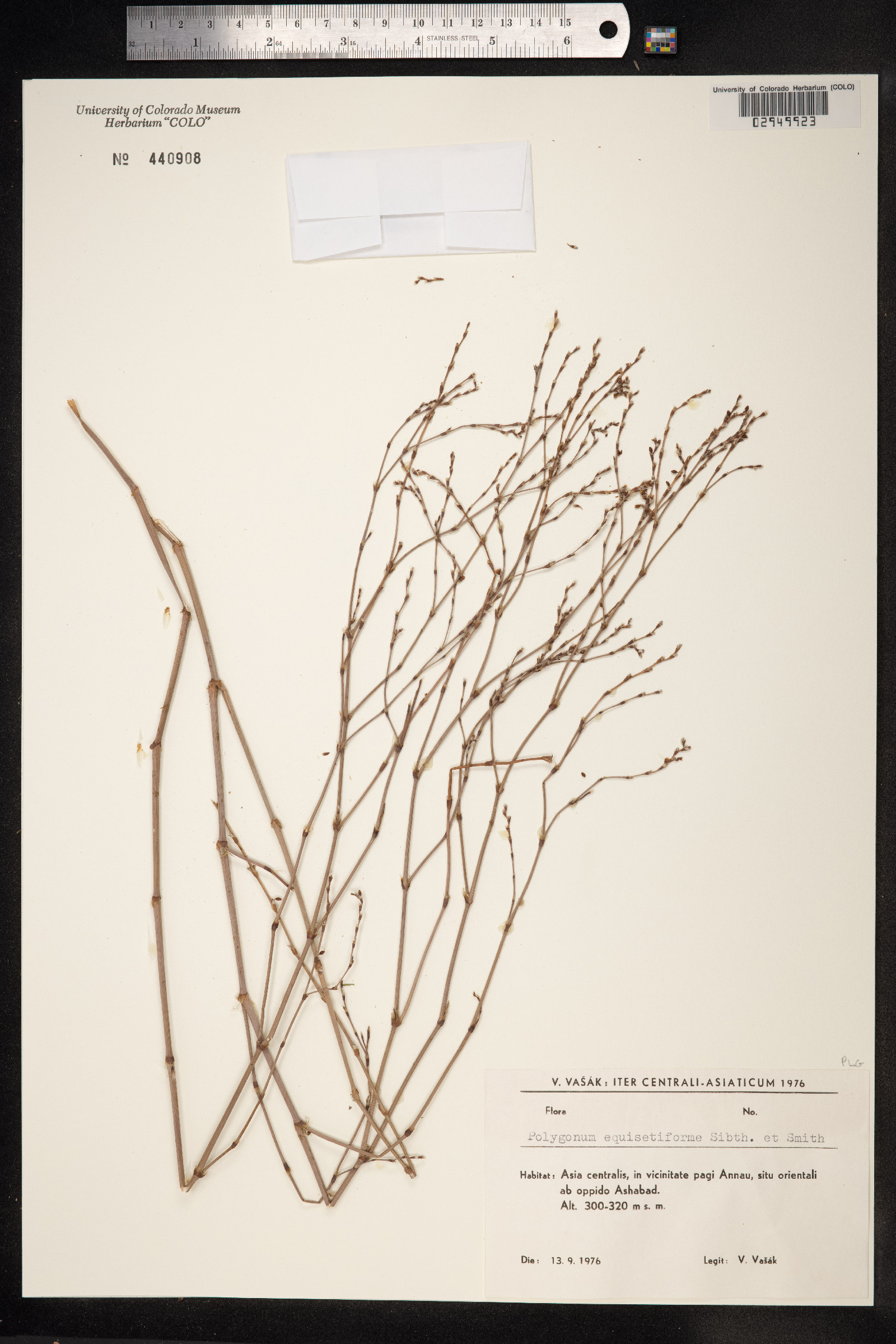 Polygonum equisetiforme image