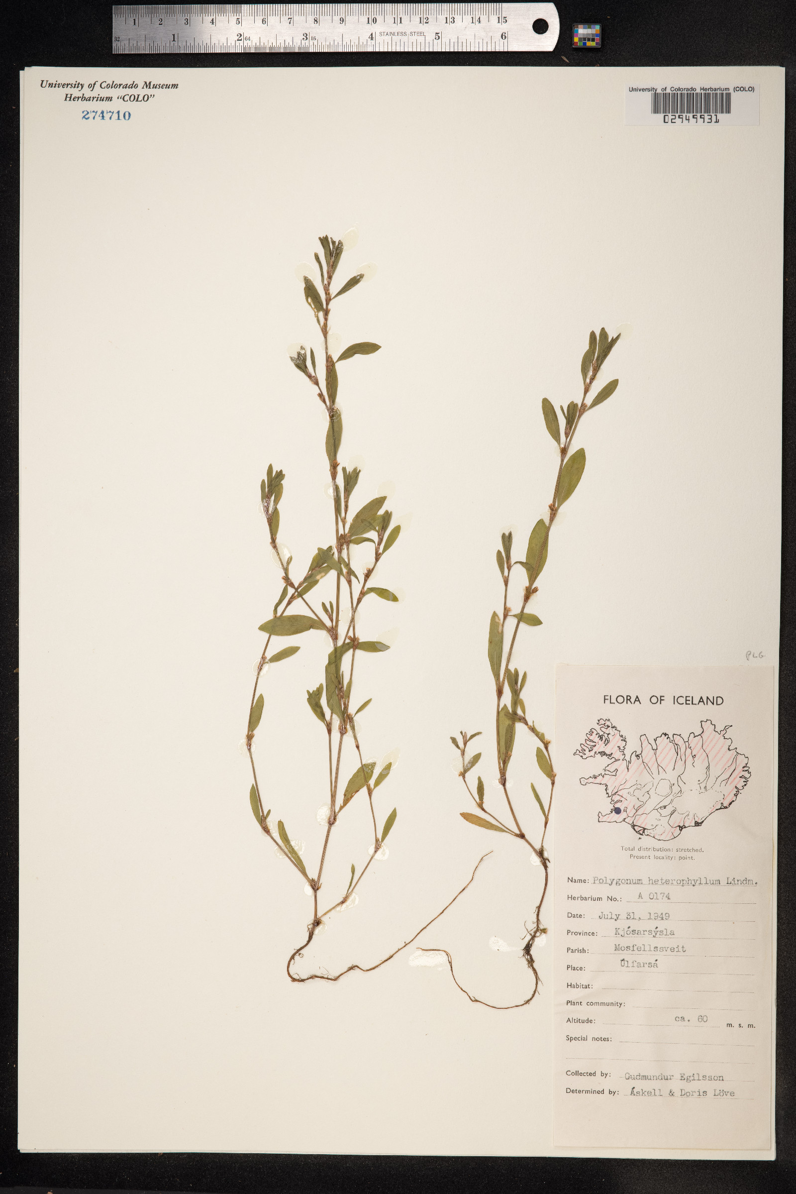 Polygonum aviculare ssp. aviculare image