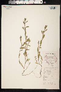 Polygonum aviculare ssp. aviculare image
