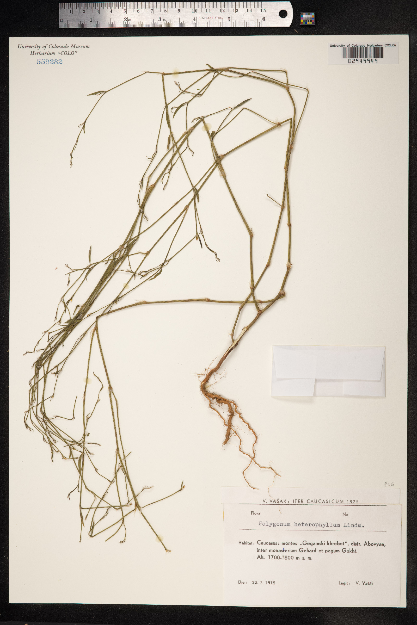 Polygonum aviculare ssp. aviculare image