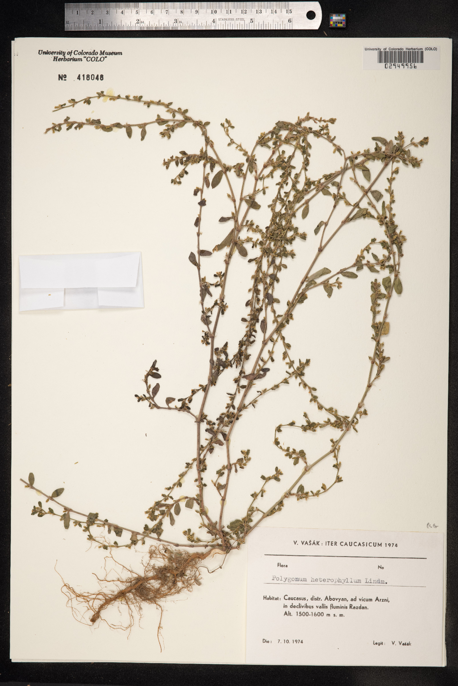 Polygonum aviculare ssp. aviculare image