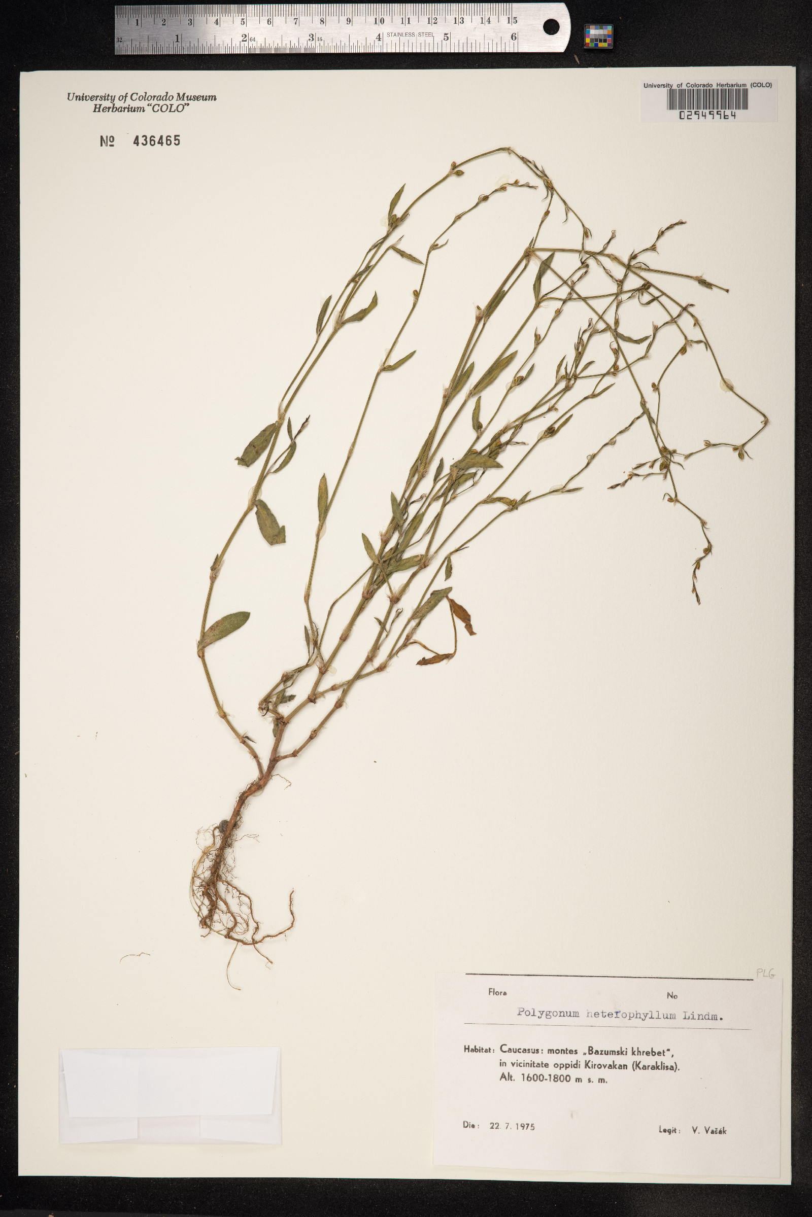 Polygonum aviculare ssp. aviculare image