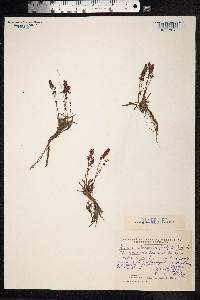 Rumex beringensis image