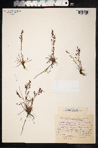 Rumex beringensis image