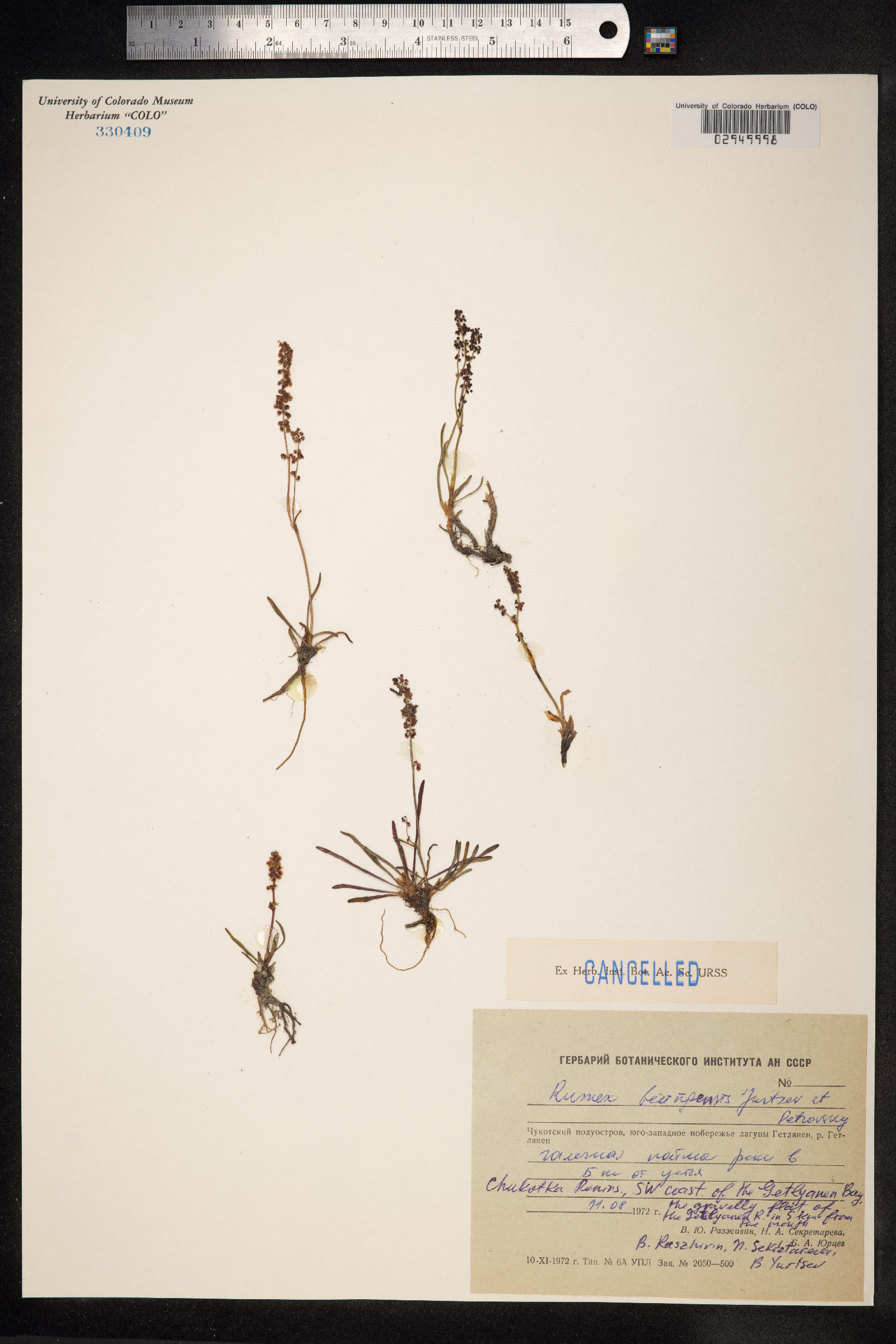 Rumex beringensis image