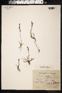 Rumex beringensis image