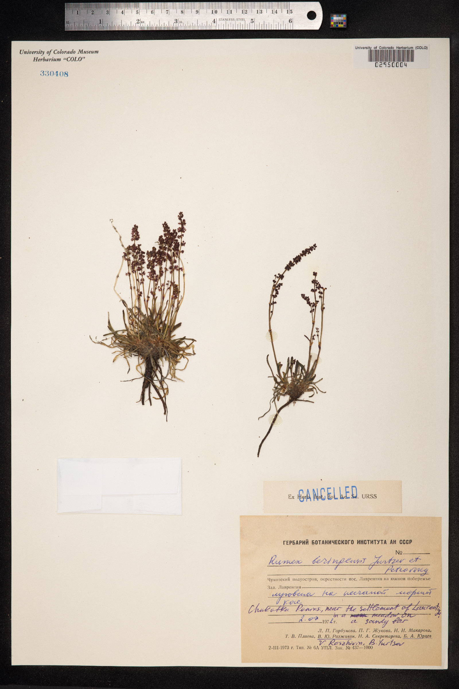 Rumex beringensis image