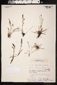 Rumex beringensis image