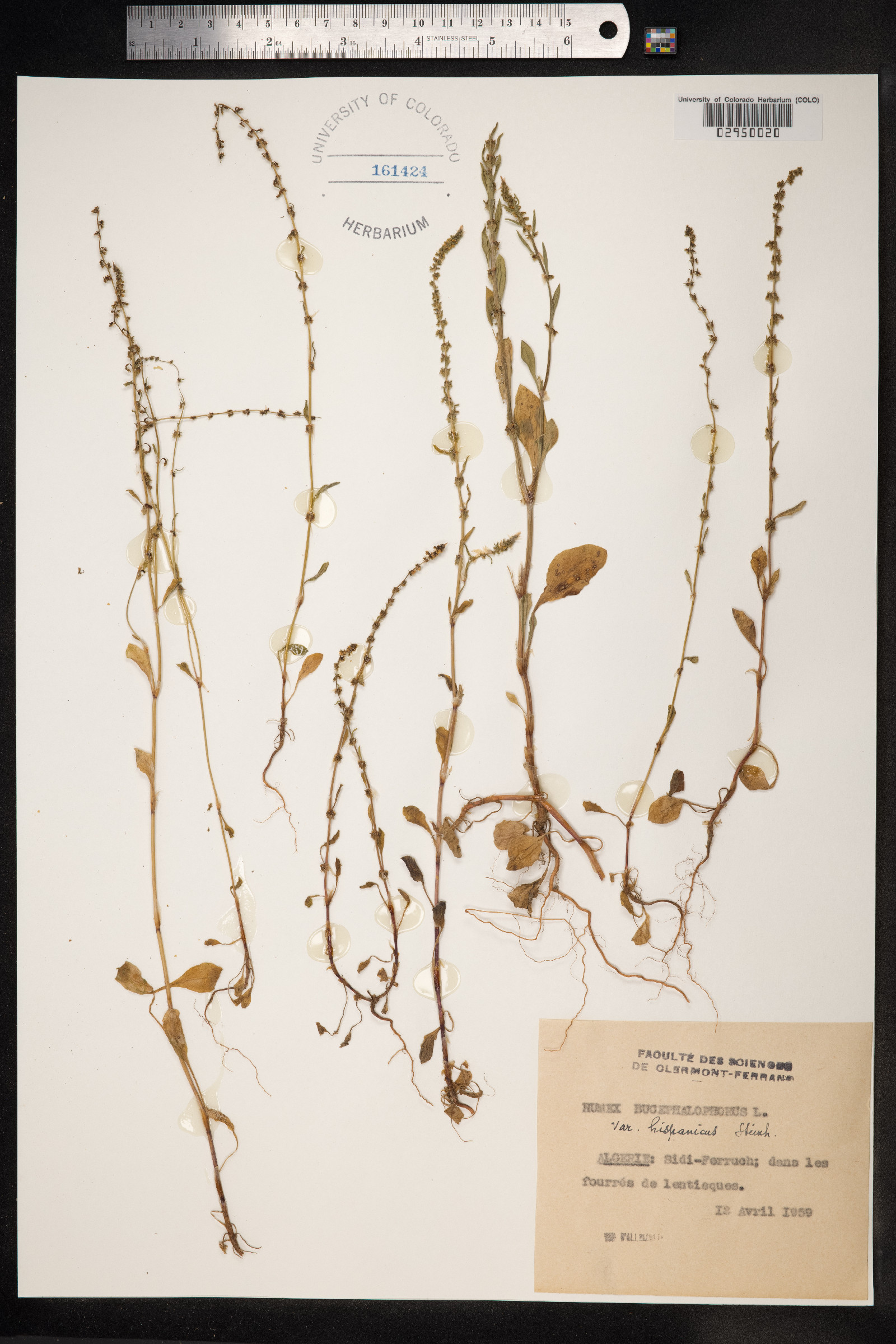 Rumex bucephalophorus image