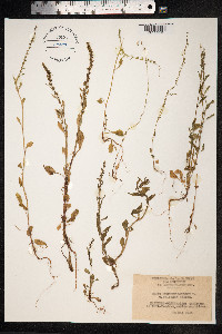 Rumex bucephalophorus image