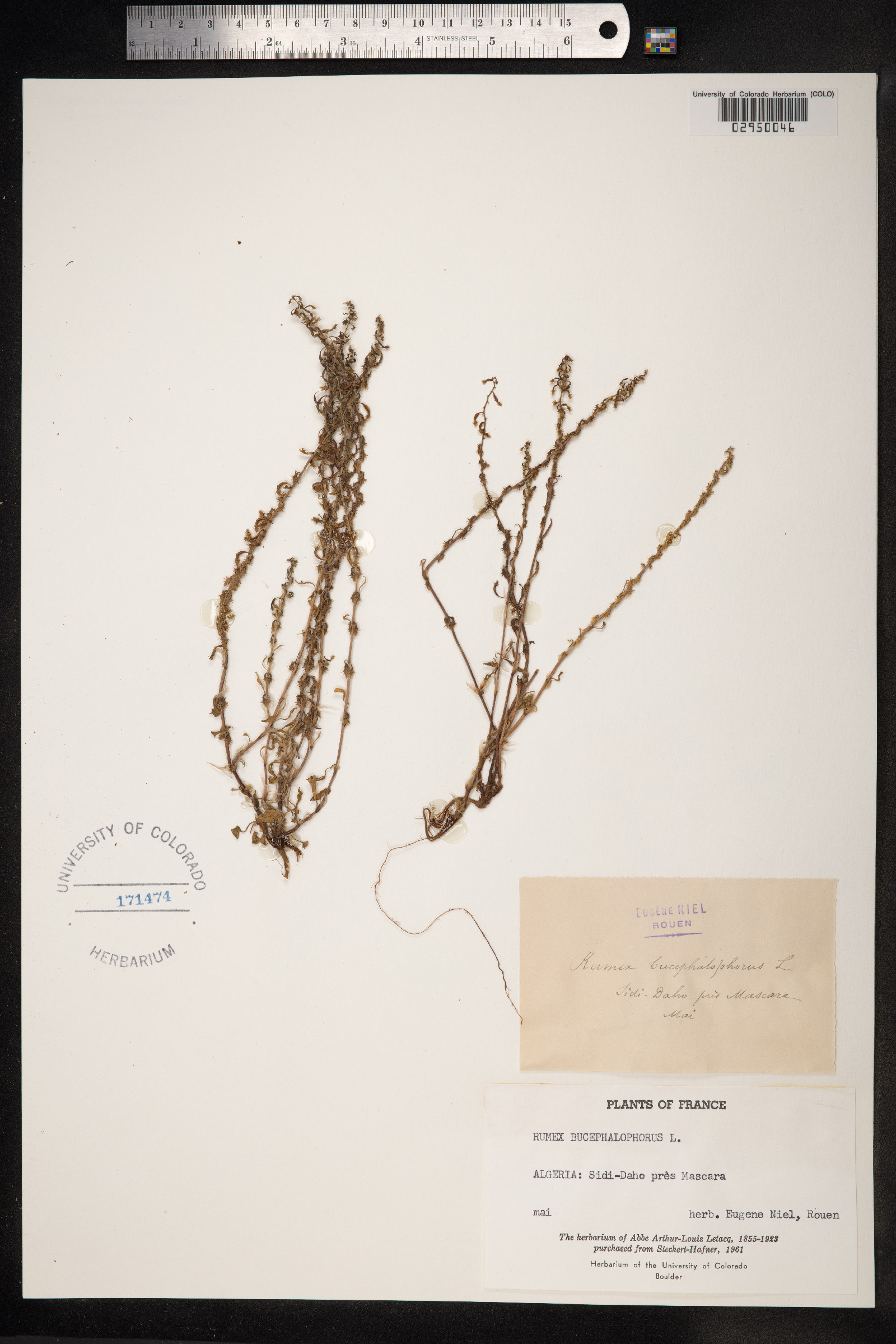 Rumex bucephalophorus image