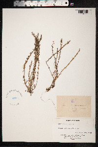 Image of Rumex bucephalophorus