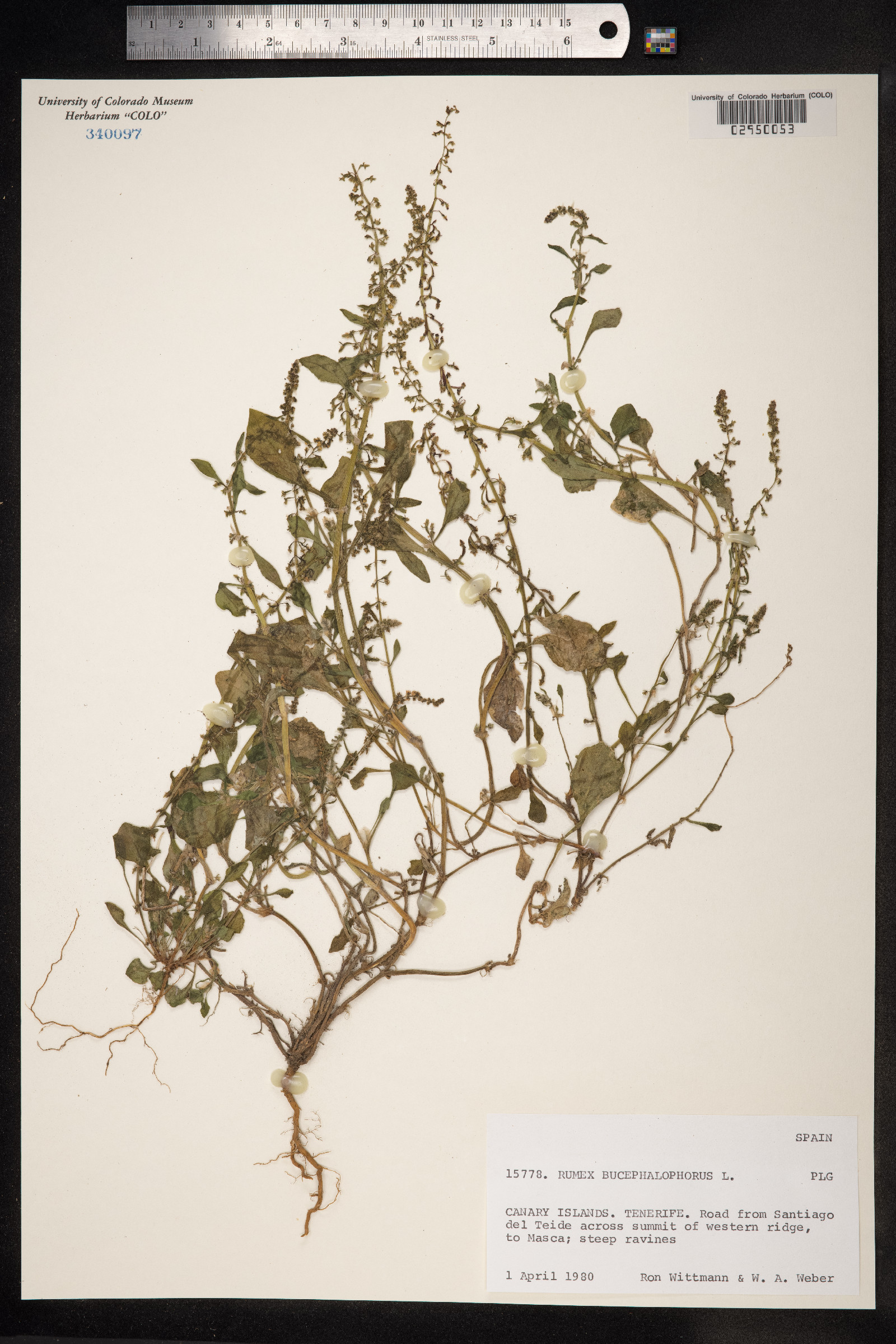 Rumex bucephalophorus image