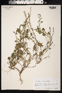 Rumex bucephalophorus image