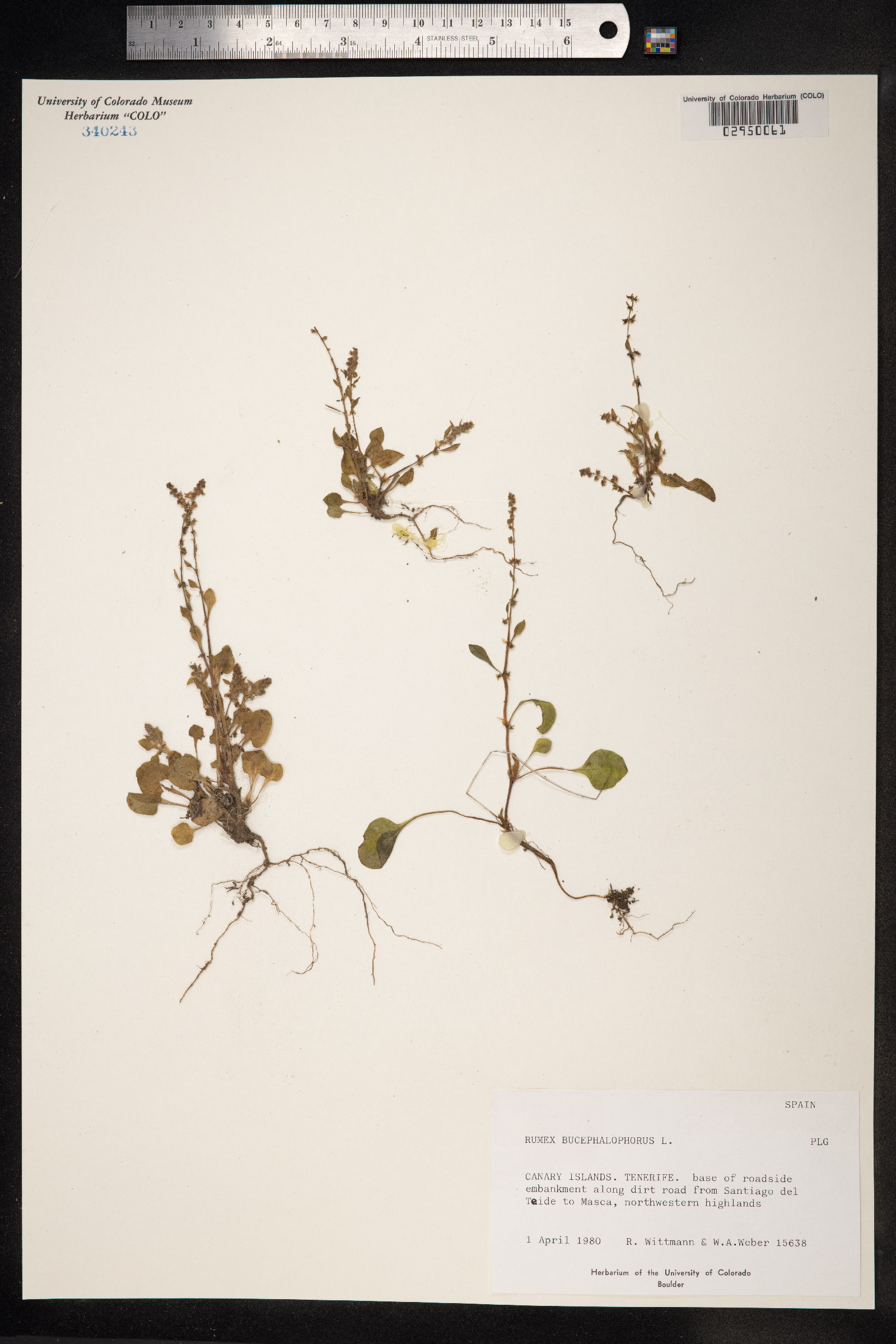 Rumex bucephalophorus image