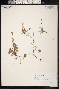Rumex bucephalophorus image