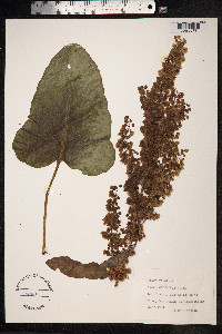 Rumex confertus image