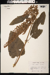 Rumex aquaticus image