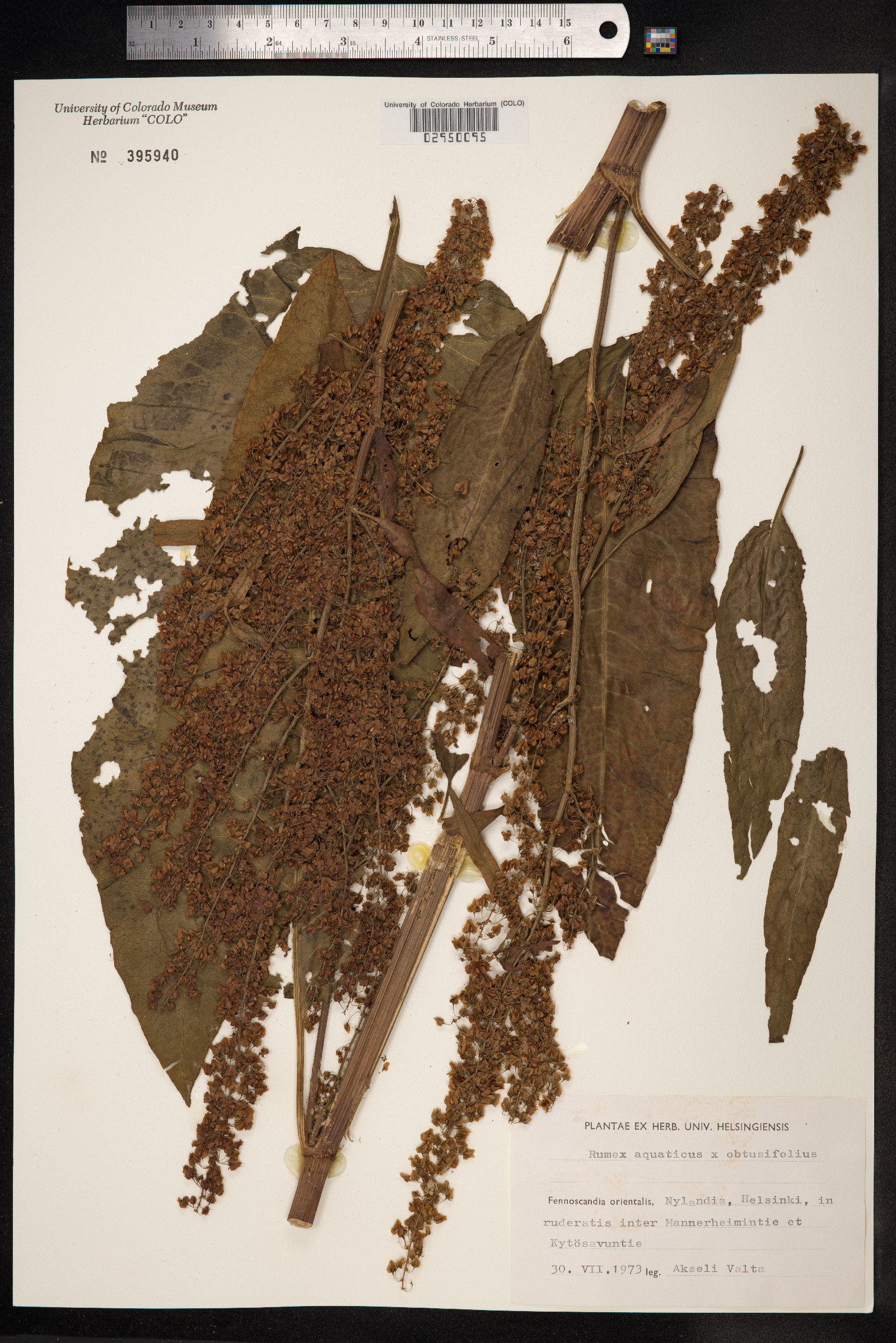 Rumex aquaticus image