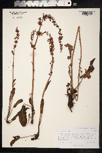 Rumex aquaticus image