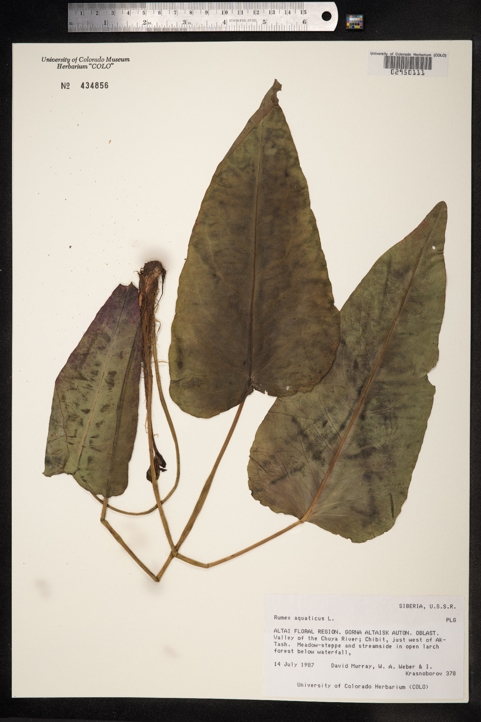 Rumex aquaticus image