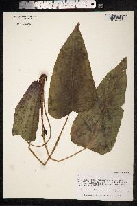 Rumex aquaticus image