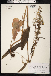 Rumex aquaticus image