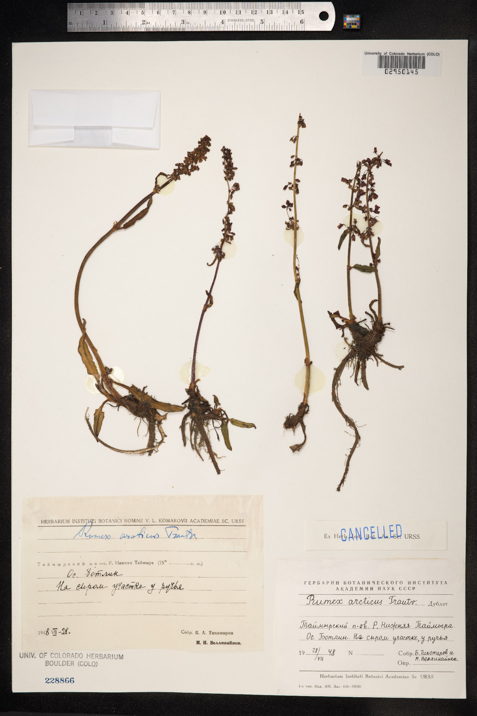 Rumex arcticus image