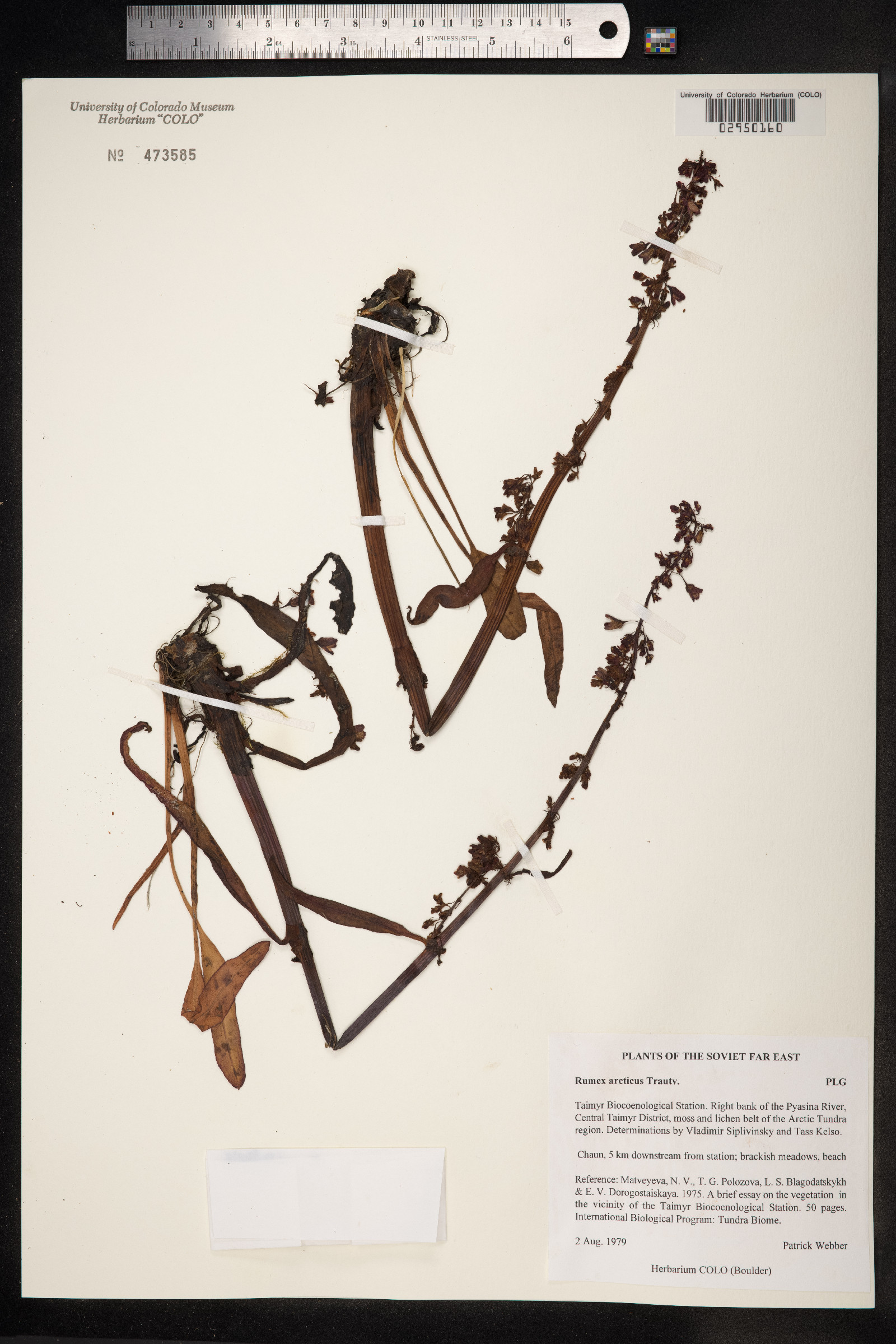 Rumex arcticus image