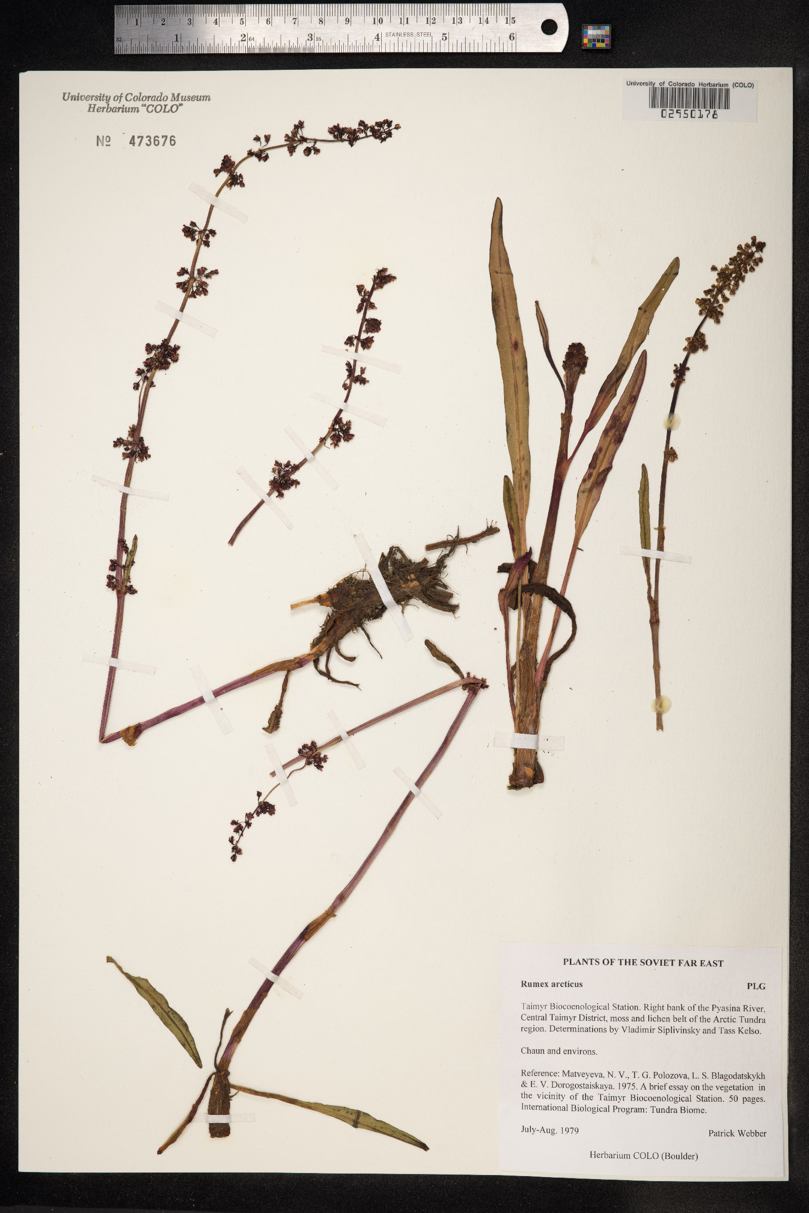 Rumex arcticus image